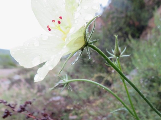 Hibiscus aethiopicus var. ovatus maybe, seen from a lateral angle